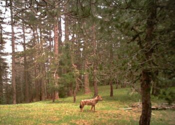 I primi risultati del monitoraggio con fototrappole nel Parco Nazionale della Sila