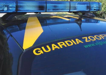 Guardie Ecozoofile: rinvenuto deposito di rifiuti pericolosi a Cirò Marina