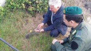 Le guardie zoofile “Accademia Kronos” Crotone recuperano famiglia di ricci2