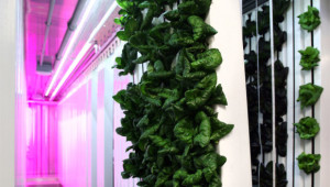 Start up americana lancia i nuovi agricoltori urbani