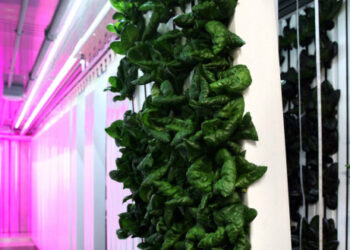 Start up americana lancia i nuovi Agricoltori urbani