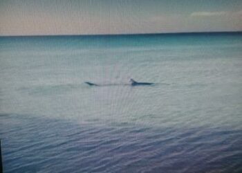 Squalo di circa 2 metri avvistato a pochi metri dalla riva a Lido Pizzo di Gallipoli