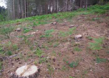 Abbattuti illegalmente 464 pini a Cotronei