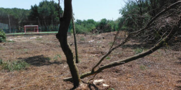 Alberi abbattuti illegalmente nella pineta nei pressi di un villaggio turistico a Isola Capo Rizzuto