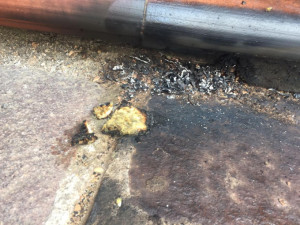 Belvedere Spinello- ragazzino brucia nido d’ape, individuato dai Carabinieri1