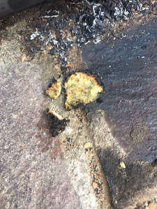 Belvedere Spinello- ragazzino brucia nido d’ape, individuato dai Carabinieri3