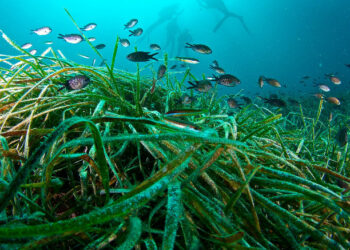 Biodiversita’ Marina: la Calabria si dota di una legge