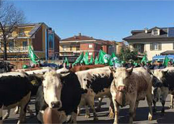 Carne Bovina Italiana: nasce la più grande realtà di filiera anche a contrasto crollo dei consumi