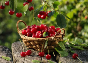 Ciliegie, un ‘toccasana’ per i dolori reumatici