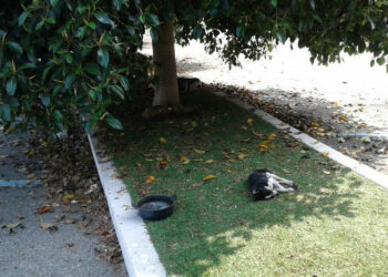Città Pulita: il randagismo un problema serio a Cirò Marina