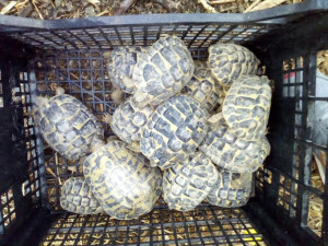 Controlli dei Carabinieri a Strongoli, Crucoli e Cirò Marina- un arresto, sequestri e segnalazioni per droga2