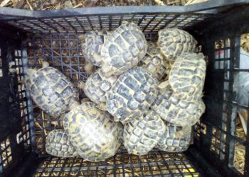 Controlli dei Carabinieri a Strongoli, Crucoli e Cirò Marina: un arresto, sequestri e segnalazioni per droga