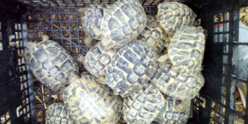 Controlli dei Carabinieri a Strongoli, Crucoli e Cirò Marina: un arresto, sequestri e segnalazioni per droga