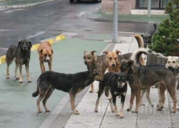 Crotone, Emergenza randagismo: le soluzioni del M5S