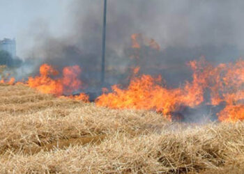 Crotone, Ordinanza prevenzione incendi aree private