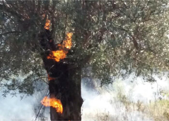 Dieci ore di inferno di fuoco hanno avvolto Cirò, le fiamme fino alle abitazioni