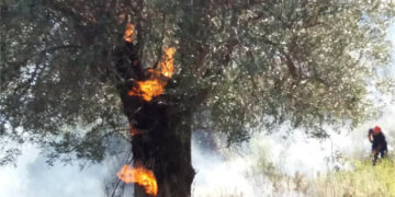 Dieci ore di inferno di fuoco hanno avvolto Cirò, le fiamme fino alle abitazioni