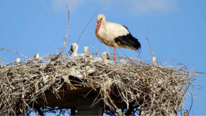 Domenica 4 giugno al via il 6 Cicogna Day 2017 2