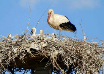 Domenica 4 giugno, al via la 6^ edizione del Cicogna Day 2017
