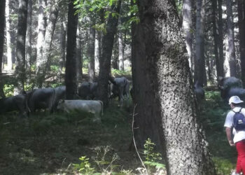 “Festa della Transumanza 2017” a Mesoraca