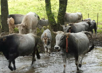 L’antico borgo di Umbriatico ha ospitato:  La podolica, eccellenza del territorio Crotonese