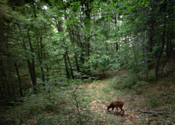 Pubblicato il Bando 2017 per le Guide Ufficiali del Parco Nazionale della Sila