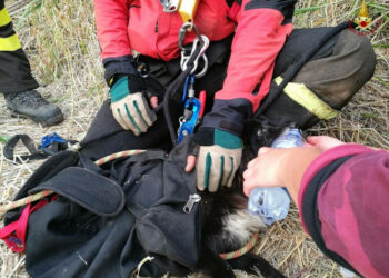 Salvato cane dai Vigili del fuoco, caduto in un dirupo e disperso da tre giorni