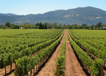 Sedici Aziende calabresi insieme per discutere nuovi Progetti per promuovere la qualità dei Vini italiani