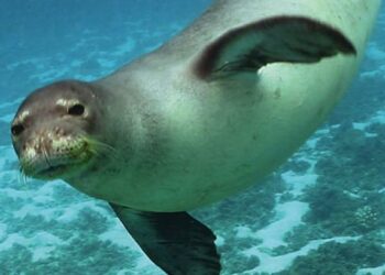 Eccezionale avvistamento di una foca monaca nelle acque del Salento