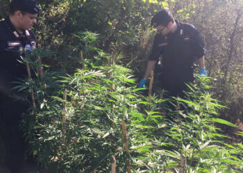 Arrestato giovane 23enne di Cirò per coltivazione di marijuana