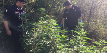 Arrestato giovane 23enne di Cirò per coltivazione di marijuana