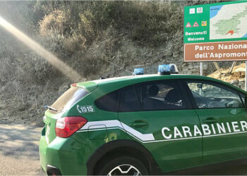 Aveva due Cinghiali all’interno di un abitazione privata, una denuncia