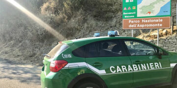 Aveva due Cinghiali all’interno di un abitazione privata, una denuncia