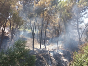 Cirò, Brucia la collina del Mancuso, a rischio i vigneti Doc1