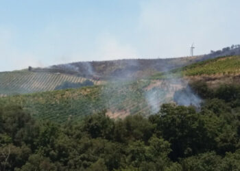 Cirò, Brucia la collina del Mancuso, a rischio i vigneti Doc