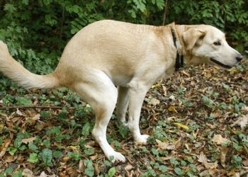 Cirò: Strade e marciapiedi sporchi da deiezioni canine, intervenga il sindaco
