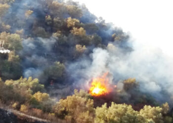 Cirò: la collina degli ulivi secolari in zona Catena, distrutta da un vasto incendio