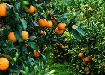Coldiretti: bene la legge sugli agrumeti, approvata dalla commissione agricoltura della camera