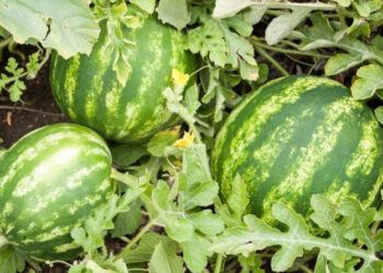 Crotonese beccato a rubare Angurie nella sede di Calabria Verde, arrestato dalla Polizia di Crotone