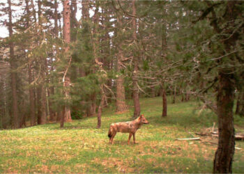Il Parco Nazionale della Sila presenta i risultati del monitoraggio delle specie selvatiche