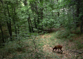 Il Parco Nazionale della Sila presenta i risultati del monitoraggio delle specie selvatiche