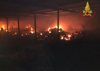 Incendio in una azienda agricola a Rocca di Neto, salvate 750 pecore dai Vigili del Fuoco