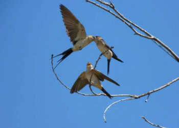 La rara Rondine Rossa nidifica a Cirò