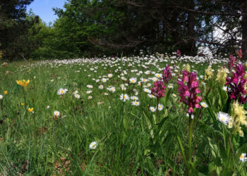 Partito il corso per “Guida Ufficiale del Parco Nazionale della Sila”