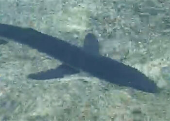 Piccolo Squalo giunto a riva nel Mare Ionio in Calabria