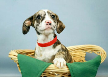 Rischia il carcere chi uccide il cane di piccola taglia anche se viene aggredito