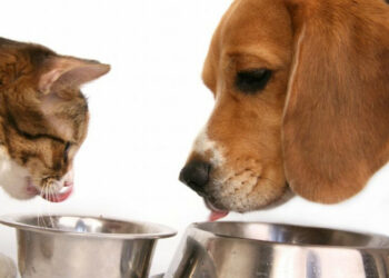 Salmonella nel cibo per animali domestici: Ministero della salute attenzione al pet food contaminato