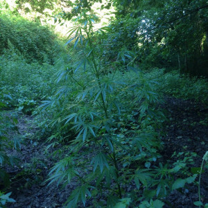 Sequestrate 1200 piante di canapa indiana e rinvenuta un’auto rubata nascosta tra la vegetazione2