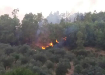 Un’altra giornata di fuoco a Cirò: sono andati in fiamme ettari di bosco di Eucalipti in zona Romanò