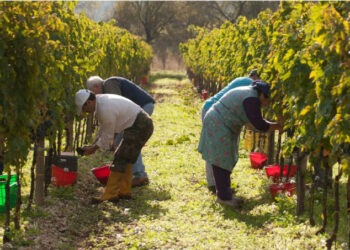 Voucher agricoli, Fai Cisl: circolare Inps è clamoroso passo falso, serve subito incontro